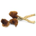 B Magic Mushrooms 150x150