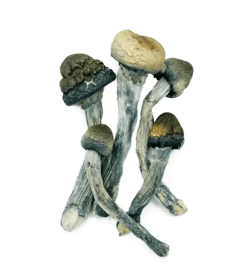 blue-meanies-shrooms-1227-e1672184499669-510x573-1.webp Blue Meanies Mushroom